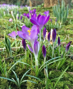 Crocuses growing through moss