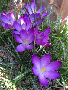 Crocuses