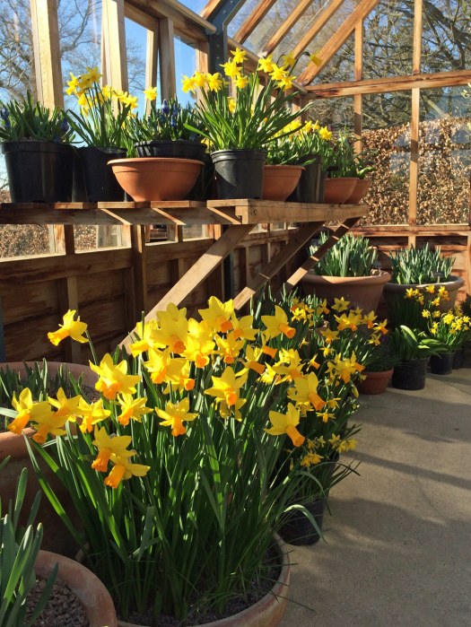 Daffodils in pots