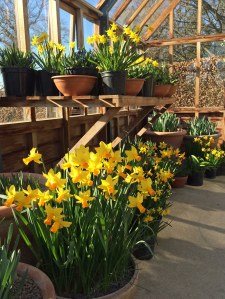 Daffodils in pots