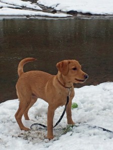 Dog in snow