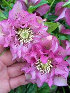 Double spotted hellebores
