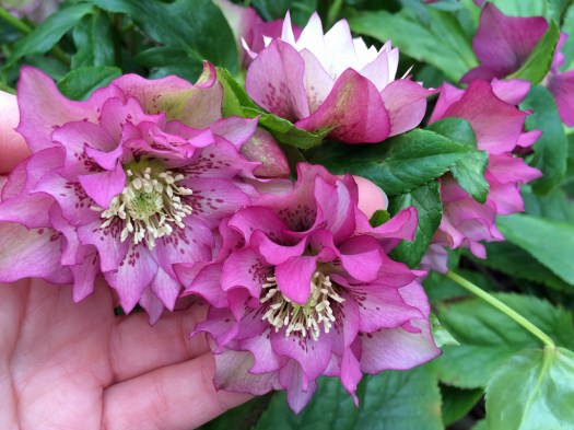 Hellebore flowers