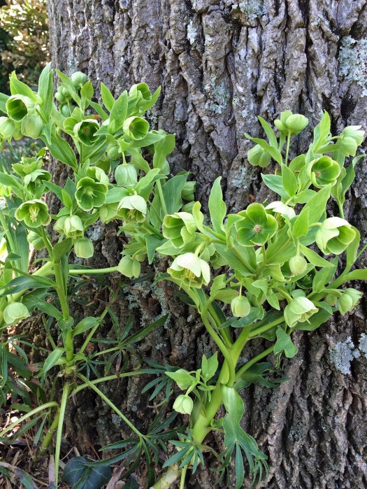 Helleborus foetidus (stinking hellebore)