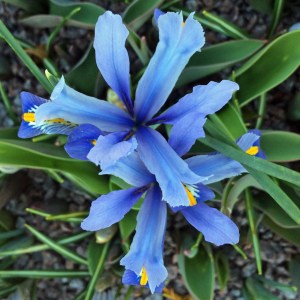 Irises