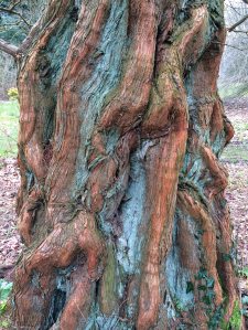 Metasequoia glyptostroboides bark