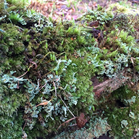 Mossy bank