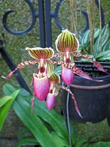 Slipper Orchids