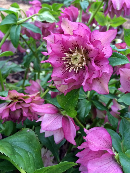 Party girl hellebore