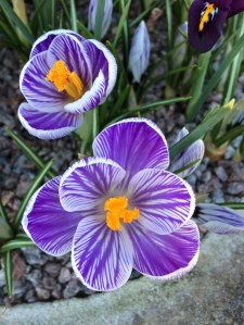 Striped crocuses