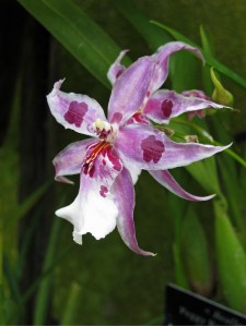 x Beallara Peggy Ruth Carpenter 'Morning Joy'