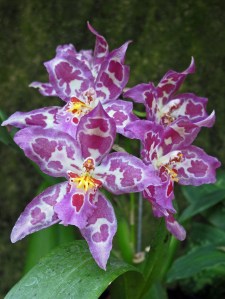 x Beallara Pluto's Drummer 'Pacific Pink'