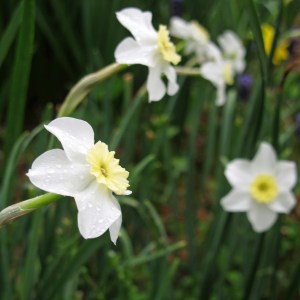 Daffodil facing the sun