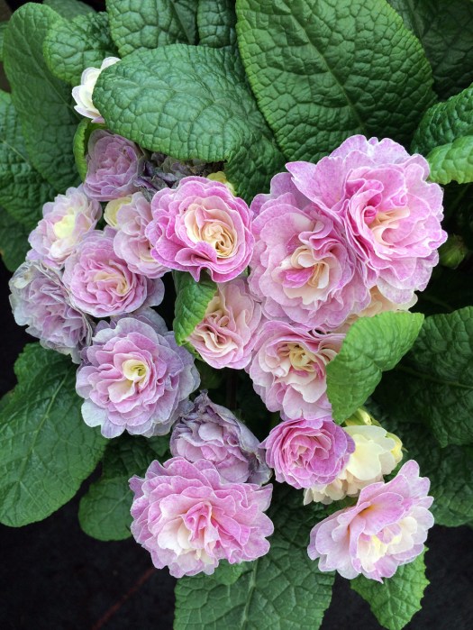 Double pink primula