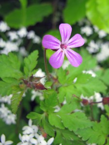 Herb Robert