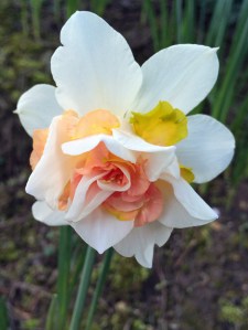 Peach, white and yellow daffodil