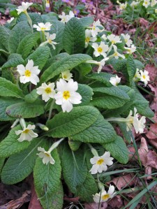 Primroses growing wild