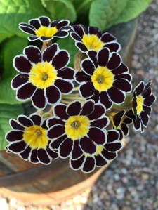 Primula Silver Lace