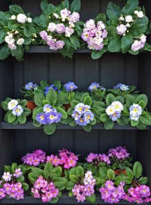Three primulas