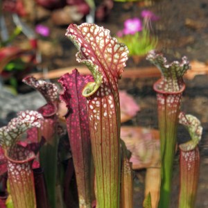 Sarracenia oreophila