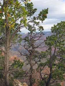 Trees on the edge of the Grand Canyon