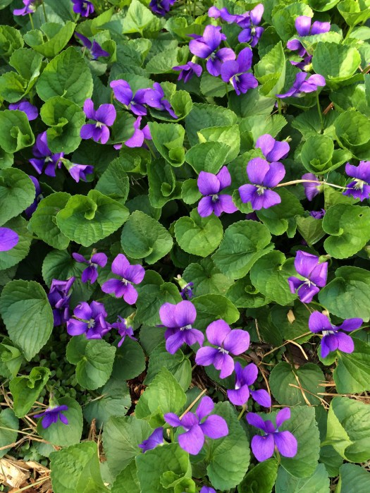 Violets