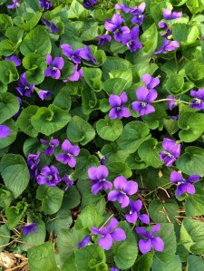 Violets