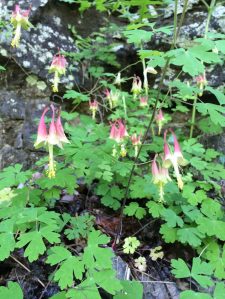Aqueligia canadensis