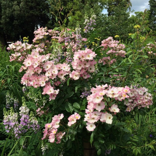 Ballerina rose with companion plants