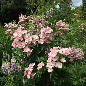 Ballerina rose with companion plants