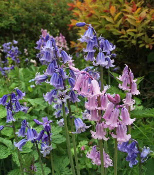 Pink and Bluebells