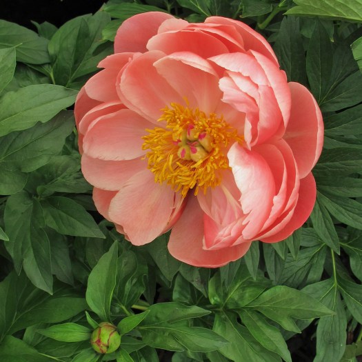 Coral Peony