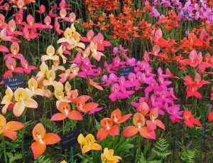 Disa cultivars