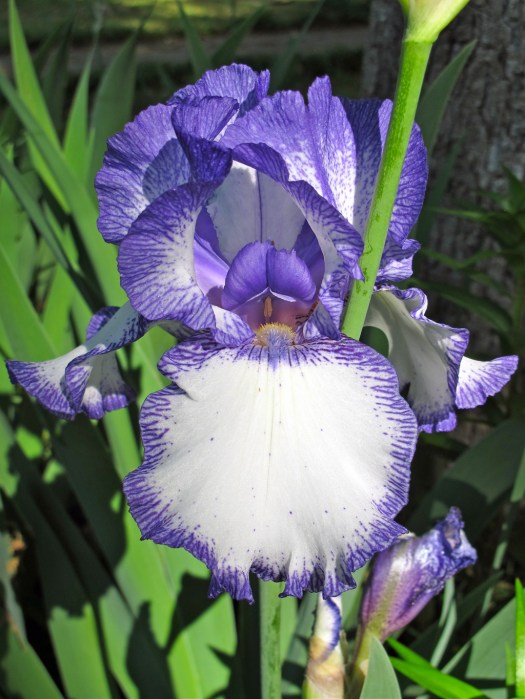 Purple and White Bearded Iris