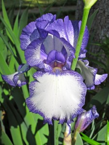 Purple and White Bearded Iris