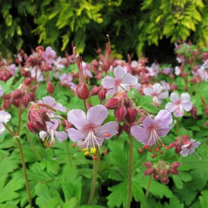 Geranium Macrorrhizum