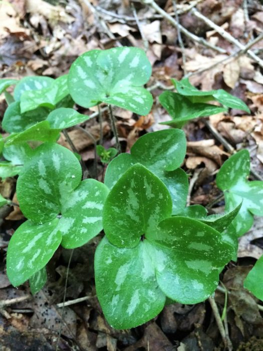 Hepatica leaves