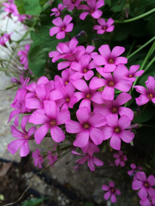 Oxalis crassipes rosea