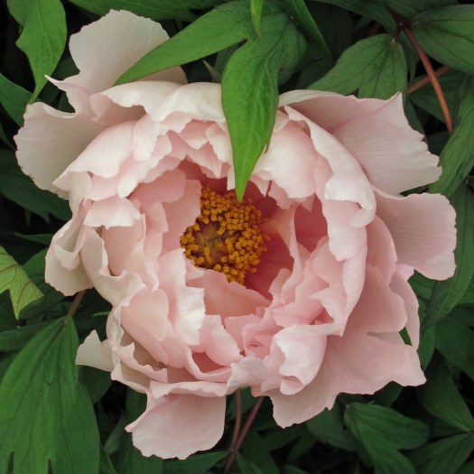Pale Pink Peony