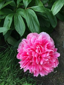 Pink Double Peony