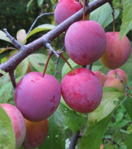 Plums