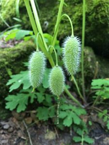 Poppy seed pods