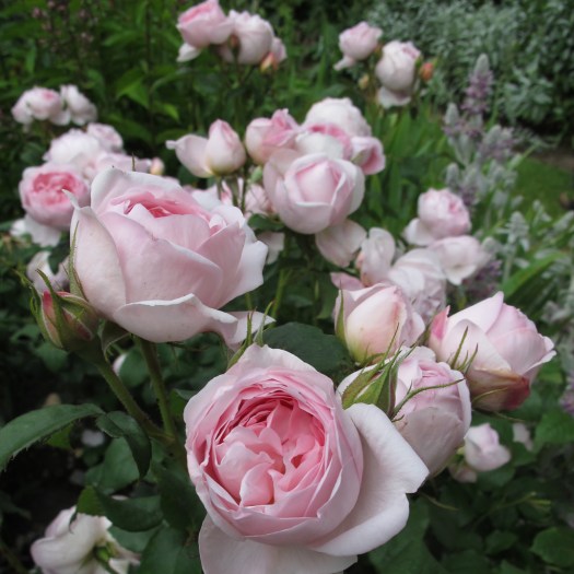 Roses at Wollerton Old Hall