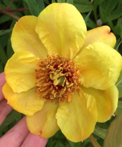 Single Yellow Peony
