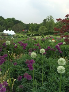 Alliums at Harlow Carr Flower Show