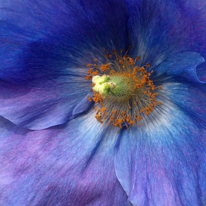 Blue poppy close up