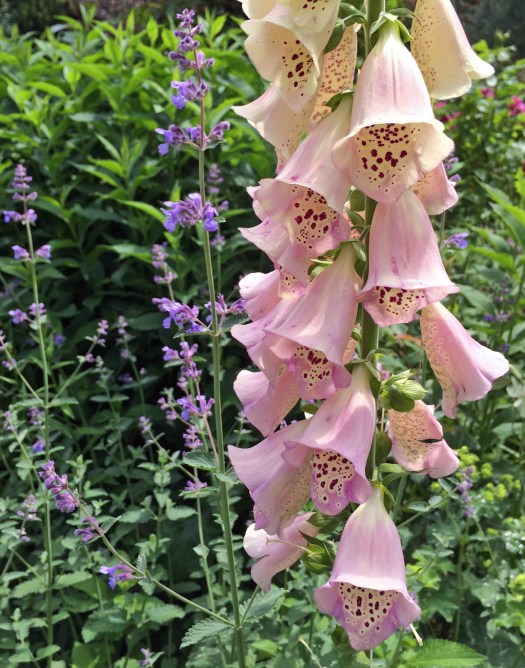 Blush pink foxglove