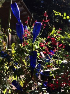 Blue bottle tree