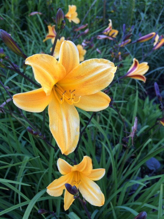 Daylilies