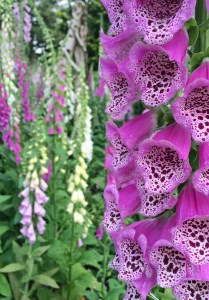 Field of foxgloves